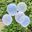 Picture of Globos Floral Transparente Pastel Látex (5 unidades)