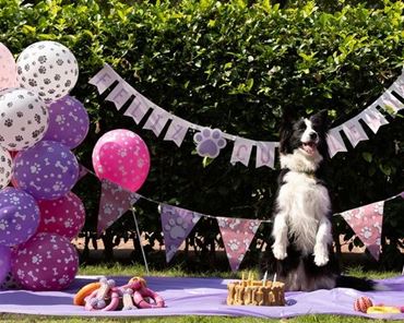 Imagens por categoria ARTÍCULOS Y JUGUETES PARA MASCOTAS